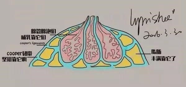 女性穿文胸能丰胸?能致癌?关于女性文胸的谣言怎么这么多! 女性穿文胸能丰胸?能致癌?关于女性文胸的谣言怎么这么多!